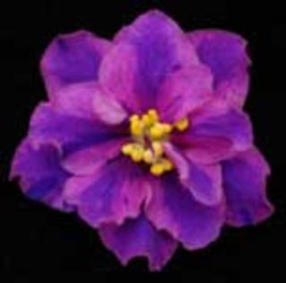 Dizzy Izzy (chimera)