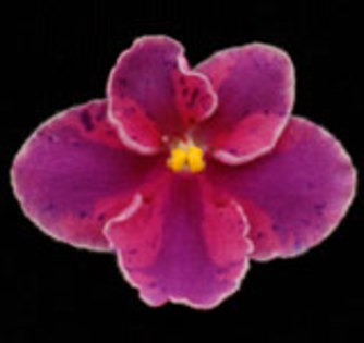 Firedancer (chimera)