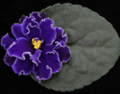 Midnight Waves (Lyon