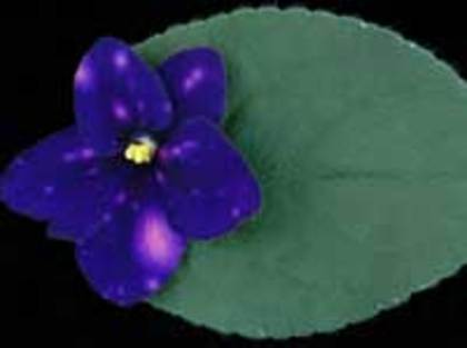 New Years Celebration