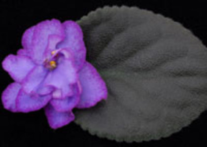 Raspberry Glow sport