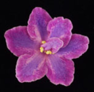 Raspberry Halo sport (chimera)