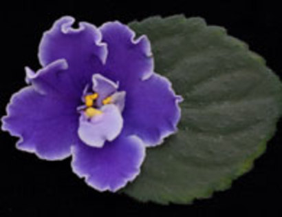 Shooting Stars (Lyon