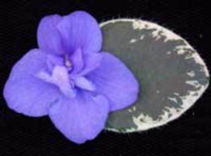 Shy Blue - VIOLETE pe care le doream candva