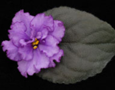 Silent Prayer - VIOLETE pe care le doream candva