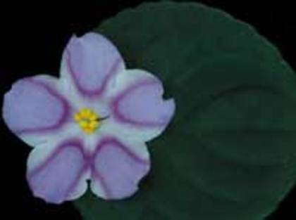 Silk - VIOLETE pe care le doream candva