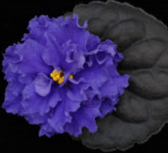Simpler Times - VIOLETE pe care le doream candva