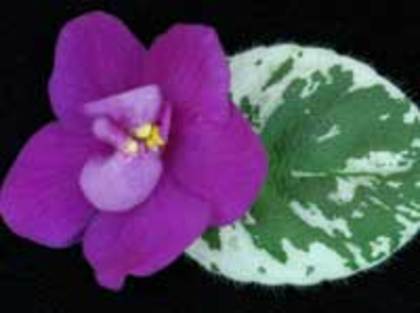 Snuggles Busy Bee - VIOLETE pe care le doream candva
