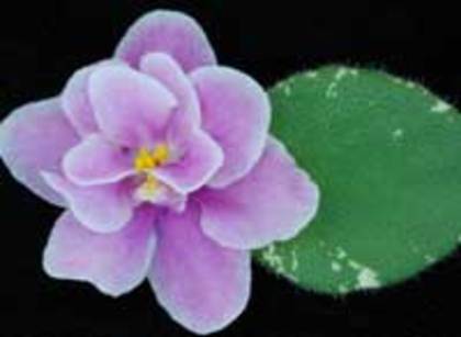 Snuggles Rising Star - VIOLETE pe care le doream candva