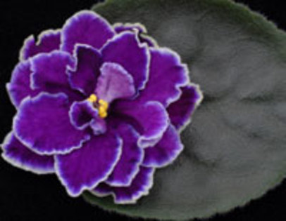 Starry Night Blue - VIOLETE pe care le doream candva