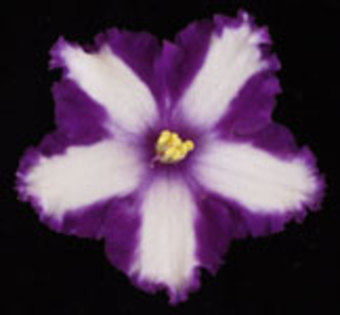 Sweet Tea (chimera) - VIOLETE pe care le doream candva