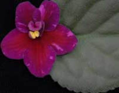 Traces of Love - VIOLETE pe care le doream candva