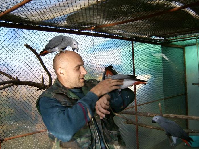 Papagali Jako gri african blanzi - Papagali Jako african grey - jako gri african - african parrot - Psittacus erithacus