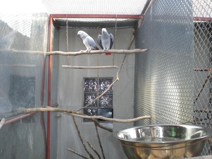 Pereche Psittacus erithacus Jako maturi - Papagali Jako african grey - jako gri african - african parrot - Psittacus erithacus