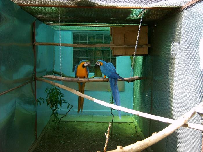 Pereche de papagali Ara Macaw Ara ararauna, Ara albastru auriu, Ara Albastru cu galben; Papagali Macaw Ara
