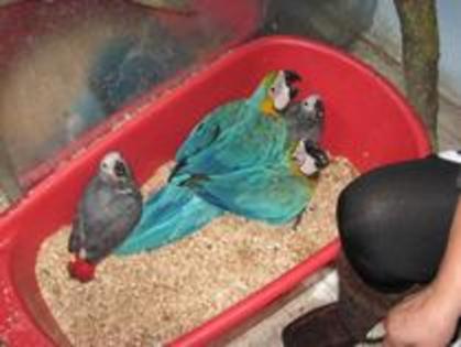 Pui de papagal Ara Macaw Papagalul Ara albastru, Papagal Ara Galben albastru - Papagali Ara