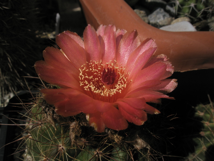 Notocactus venclusianus - 23.09 - Notocactus