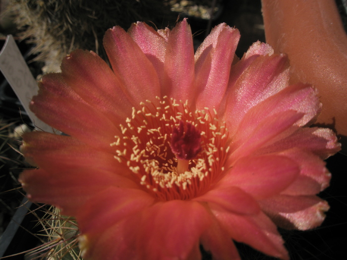 Notocactus venclusianus - floare - Notocactus