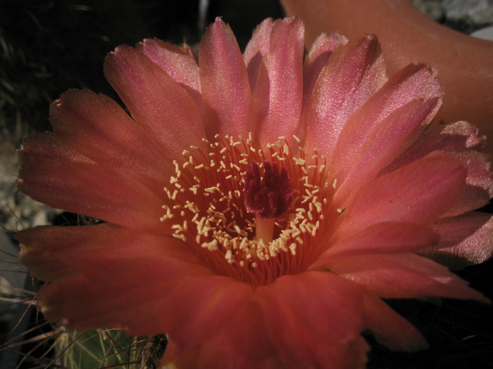 Notocactus venclusianus - centrul