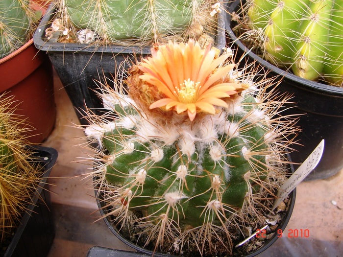 DSC08883 - Cactusi Septembrie