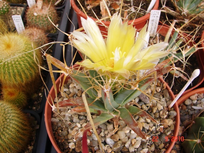 DSC08885 - Cactusi Septembrie