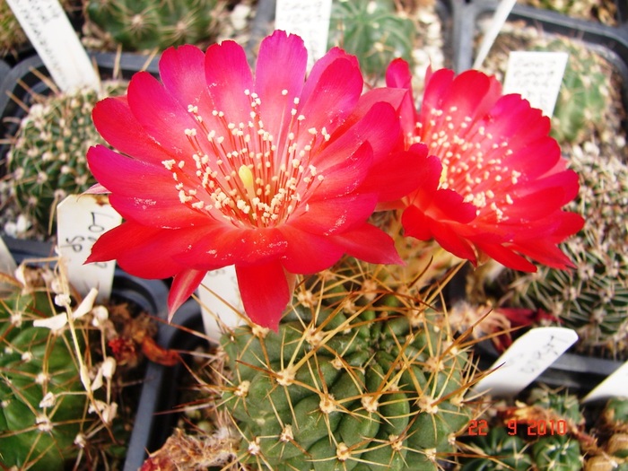 DSC08886 - Cactusi Septembrie