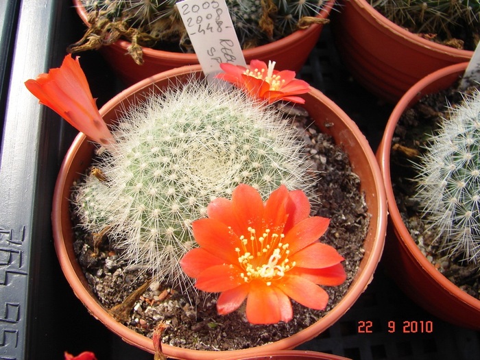 DSC08889 - Cactusi Septembrie