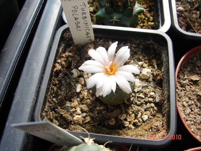 DSC08893 - Cactusi Septembrie