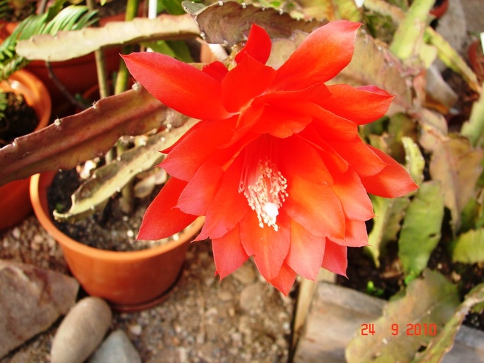 DSC08899 - Cactusi Septembrie