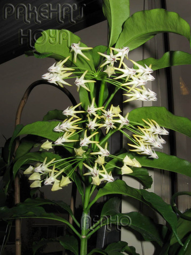 poza-www.pakehas-hoya.com - Hoya Multiflora