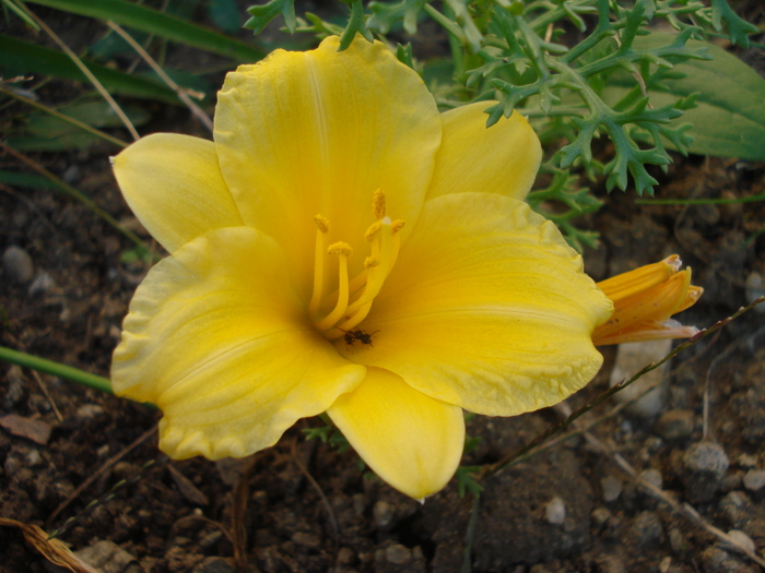 Hemerocallis Stella de Oro (2010, Sep.23)