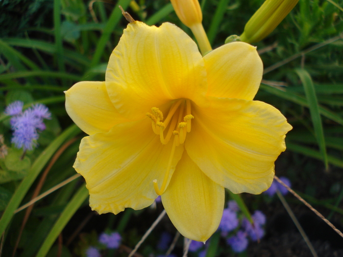 Hemerocallis Stella de Oro (2010, Sep.23)