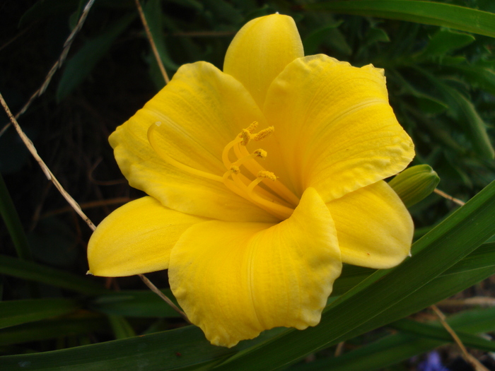 Hemerocallis Stella de Oro (2010, Sep.23) - Hemerocallis Stella de Oro