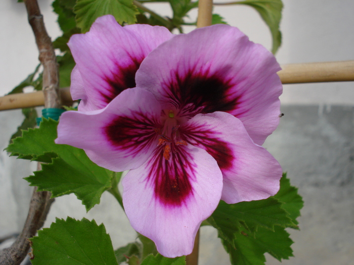 Geranium Aristo Lavender (`10, Jul.02) - Geranium Aristo Lavender