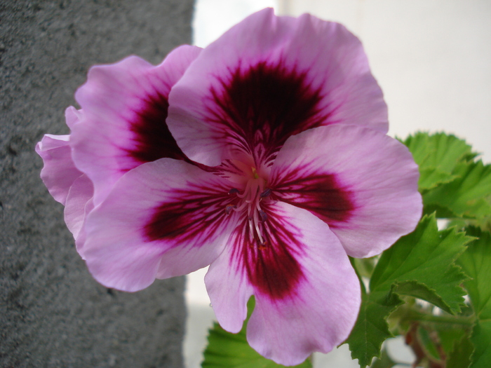 Geranium Aristo Lavender (`10, Jul.02)