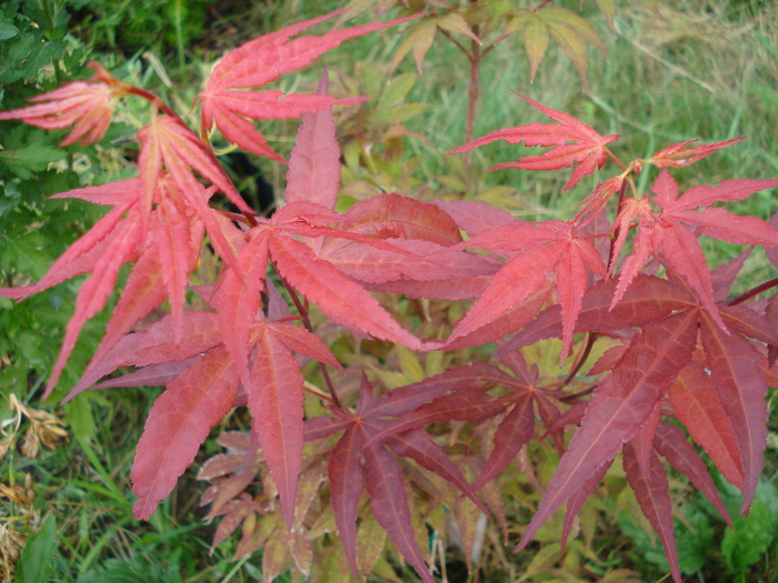 Acer palmatum Bloodgood (2010, Aug.08) - Acer palmatum Bloodgood