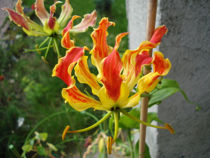 Glory Lily (2010, July 02) - Gloriosa rothschildiana