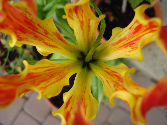 Glory Lily (2010, July 02) - Gloriosa rothschildiana