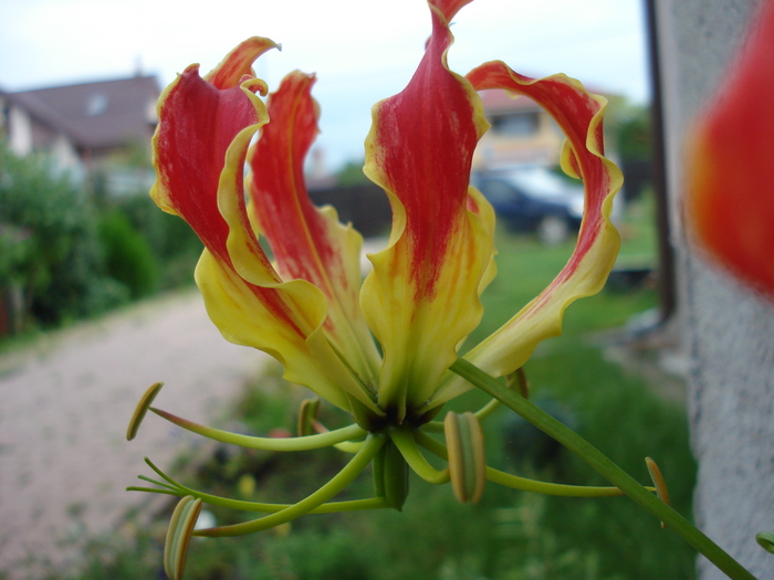 Glory Lily (2010, July 04) - Gloriosa rothschildiana
