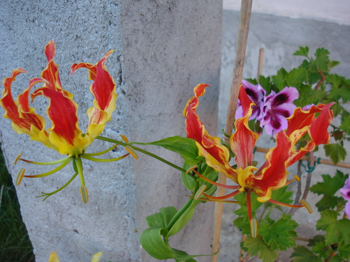 Glory Lily (2010, July 05) - Gloriosa rothschildiana