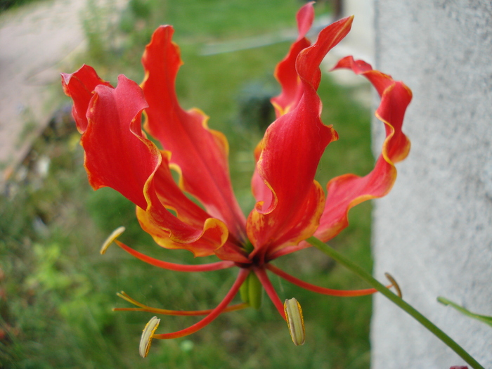 Gloriosa rothschildiana (2010, July 10) - Gloriosa rothschildiana