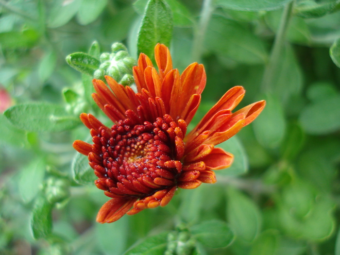 Orange Chrysanthemum (2010, Aug.08)