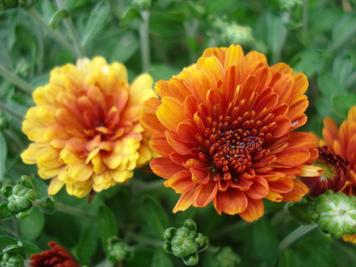 Orange Chrysanthemum (2010, Aug.08) - Orange Chrysanthemum