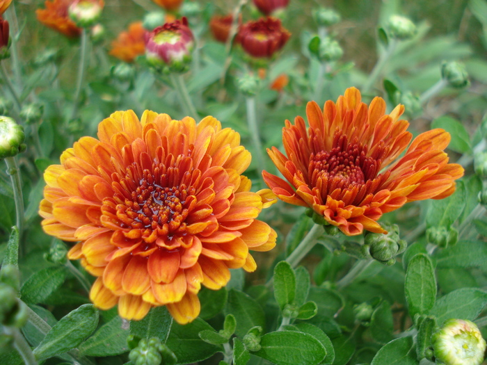 Orange Chrysanthemum (2010, Aug.08) - Orange Chrysanthemum