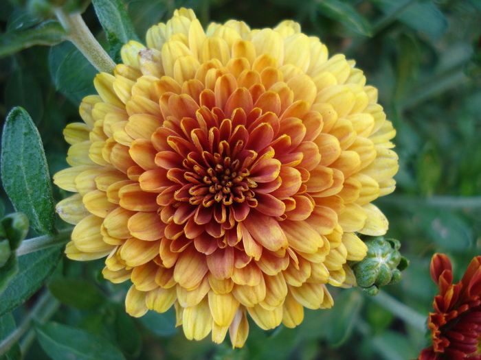 Orange Chrysanthemum (2010, Aug.24)