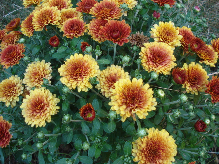 Orange Chrysanthemum (2010, Aug.24) - Orange Chrysanthemum