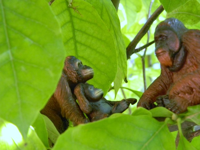 Sumatran Orangutan