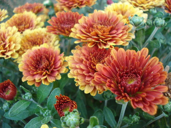 Orange Chrysanthemum (2010, Aug.24)