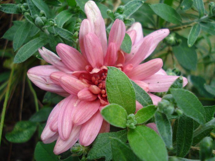 Pink Chrysanthemum (2010, Aug.08) - Pink Chrysanthemum