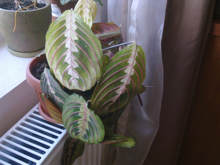24092010034; Maranta leuconeura
